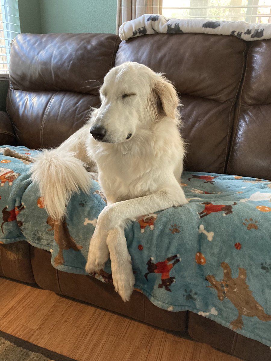 Aspen the Great (Pyrenees)🐾 tweet media