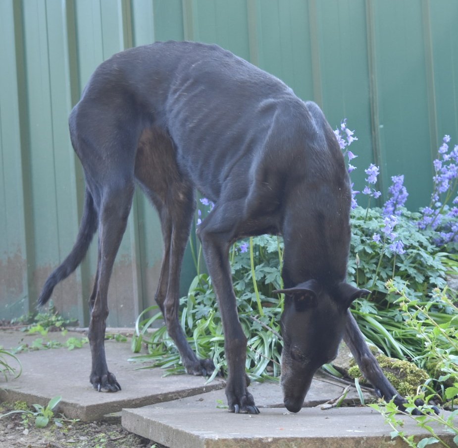 Charlie(OTR 15.06.23) & Bella(OTR 16.11.22) tweet media