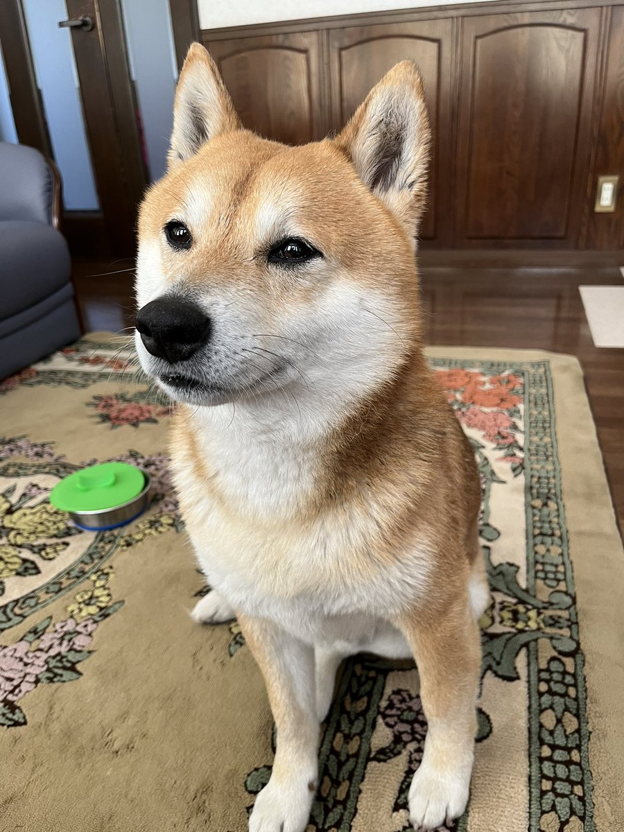 #柴犬 #shibainu #犬 #dogs 

今日もよろしく！ https://t.co/65XEWqKyHP