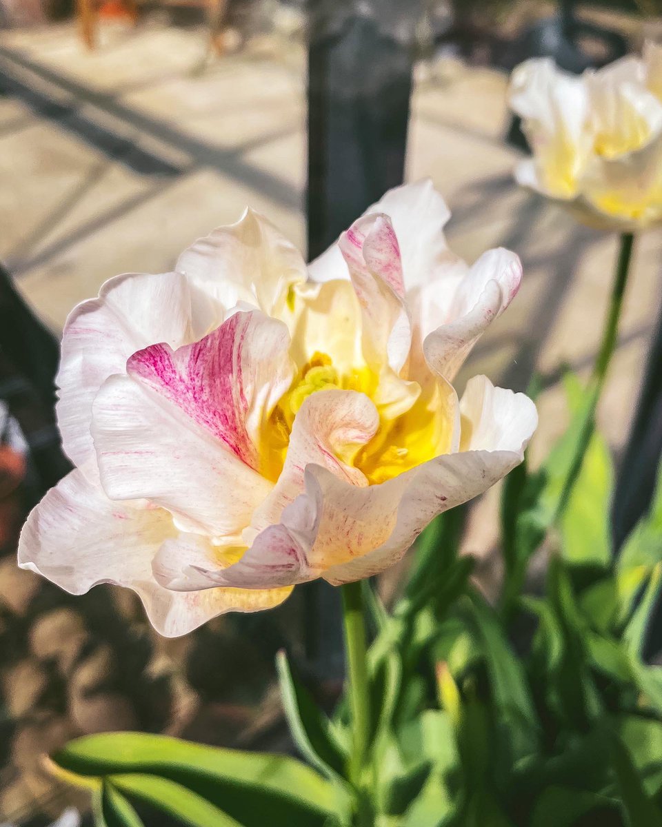 frangrowsfood's tweet photo. More tulip photos - just cause I love them so much! 💐 #GardensHour https://t.co/cmBkPLZVfo