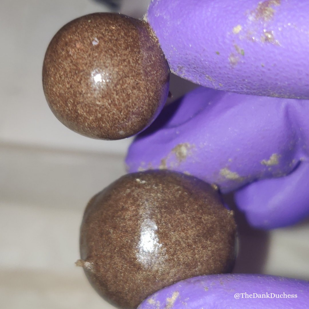 Even the minis can be mighty! The real function of the templeball shape is to provide the ideal environment for resin to continue to mature and transform over time. An unblemished and unmarred surface protects the inner resin from the deleterious effects of oxygen. #templeballs