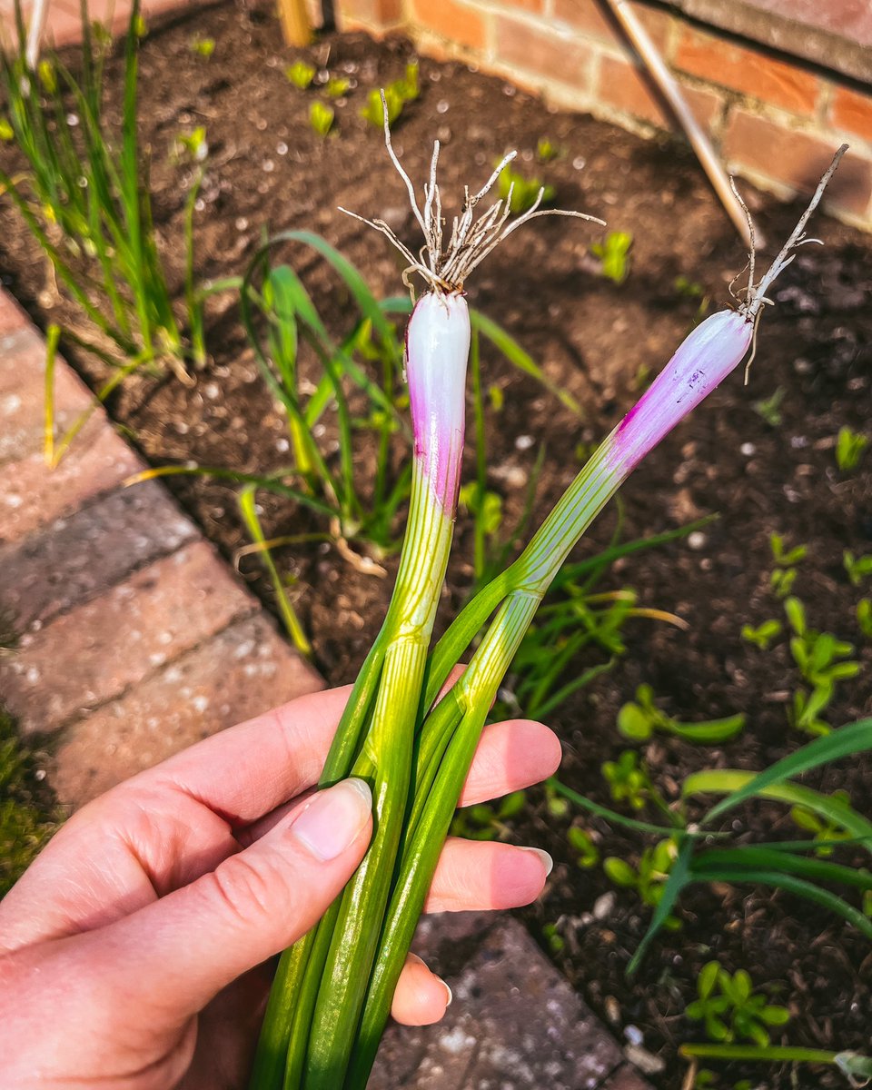 frangrowsfood's tweet photo. Last year’s alliums (autumn sown spring onions) and this year’s - a healthy looking garlic crop! I saved bulbs from our harvest of garlic last year to plant, the first time I’ve done so. So far so good 🤞🏻#GardensHour https://t.co/f5TKQOcZKW