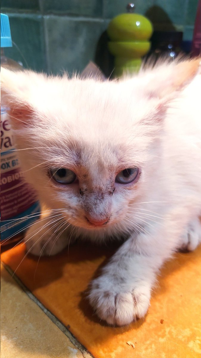 frankq23's tweet image. Hola gente, ésta cuchitura de niña la lanzaron metida en una bolsa al frente dónde vivo, necesito la magia de Twitter para buscarle un hogar, yo tengo 4 mas un perro y no la puedo tener..@AlexaGomezDos @FRAENKELE @MamaLisVzla @FAPRANIANZ