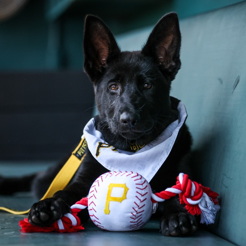 Pirates's tweet photo. We need help naming our new friend, @PiratesPup!