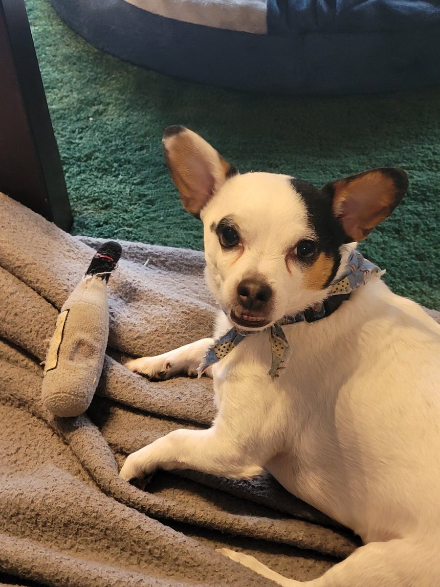 #Chihuahua #dogsoftwitter