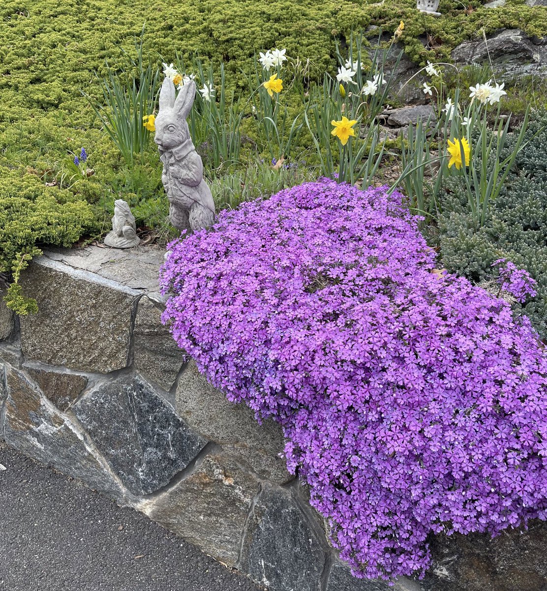 Eugenia_Cooney's tweet photo. Spring is such a pretty time 🥰🌷🌸✨💜 https://t.co/r7qbOhQfxE