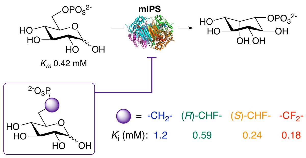 New @BiochemistryACS , featuring a shorter route to monofluoromethylenephosphonates. Well done, @JSRamosFigueroa!
Phosphonate and α-Fluorophosphonate Analogues of d-Glucose 6-Phosphate as Active-Site Probes of 1l-myo-Inositol 1-Phosphate Synthase pubs.acs.org/doi/10.1021/ac…
