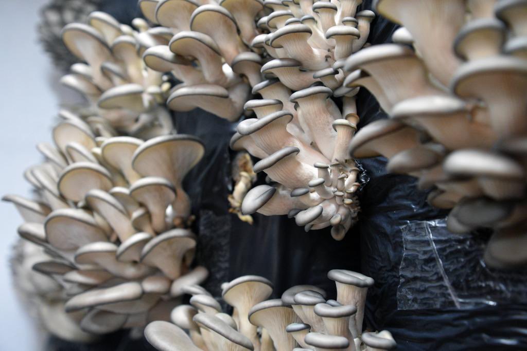 Bayat ilçemiz kararlı...İstiridye mantarında üretim merkezi olacak. İlçede mantar Atölyesi sayısı her geçen gün artıyor. Türkiye'nin her yerine ürettikleri eşsiz lezzetteki mantarlarını gönderiyorlar.Şimdi ikinci hasat zamanı...