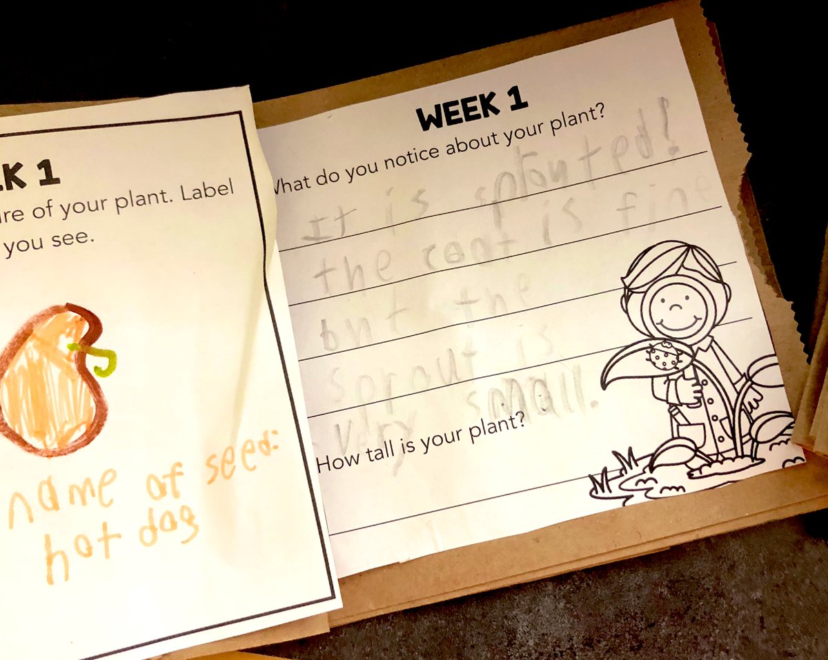 msclark_56's tweet photo. Sooo much excitement with our seeds! After prepping them on Friday, the sunshine and heat this weekend sped up the germination process, We have some embryos! Ss were so pumped, while some have to wait a little longer. #STEMeducation @TVDSB_STEM #TVDSB #grade3science #lifescience https://t.co/X14RKnBbwM