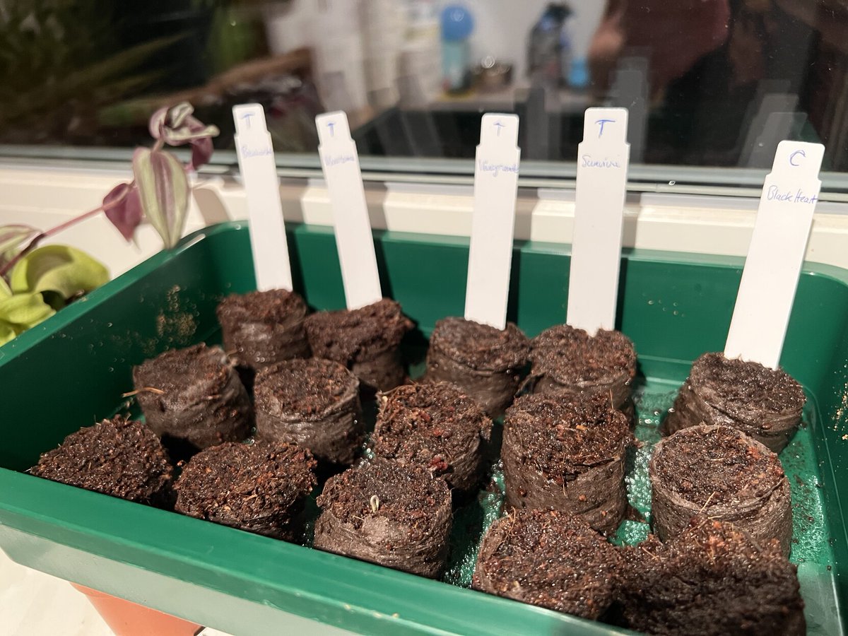 fihu's tweet image. Und der erste Platz 🥇 geht an: 🍅 Vivagrande!! #OpenSourceSeeds