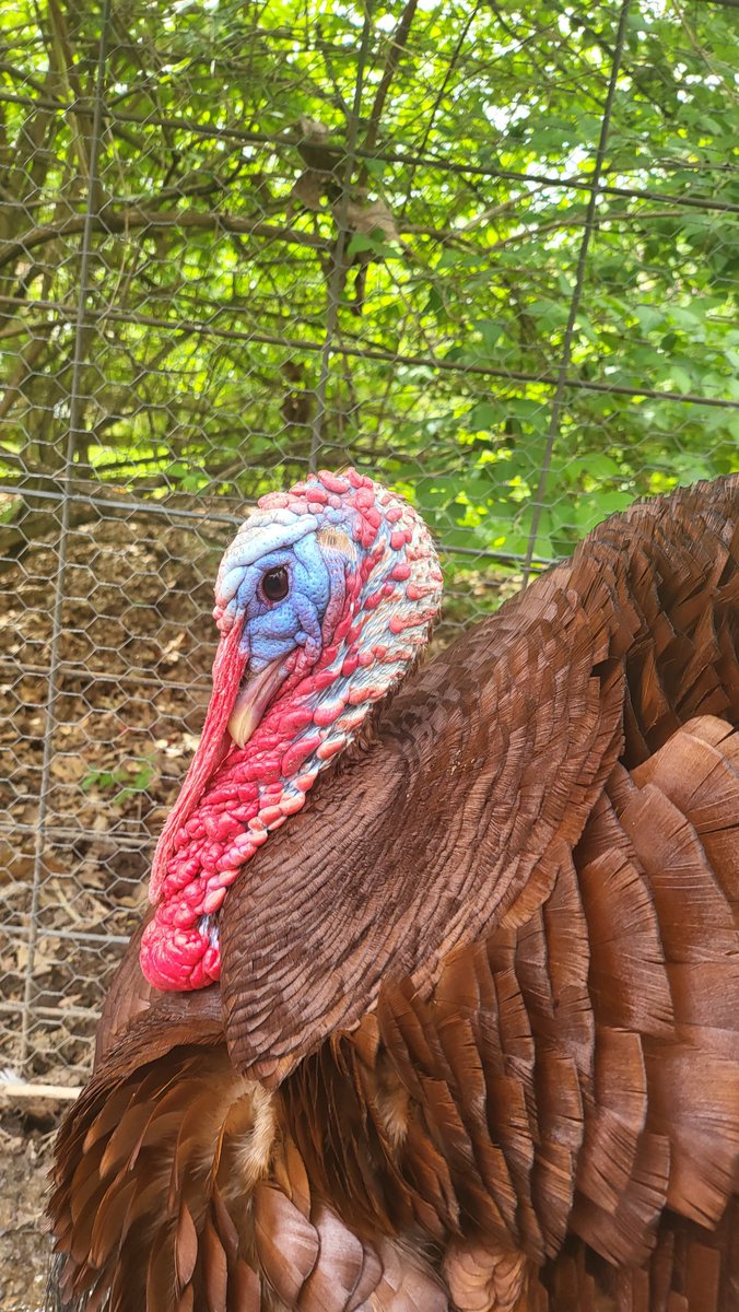 Sinatra The Tiel 🐦 tweet media