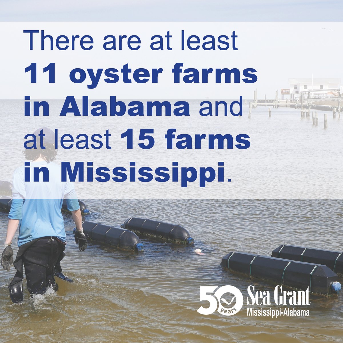 MSALSeaGrant's tweet photo. Our research, extension and legal programs have helped build an oyster farming industry in the northern Gulf of Mexico. #MASGC50 #SeaGrantFunded @MSALSeaGrantLaw https://t.co/QBI9IIXsPw