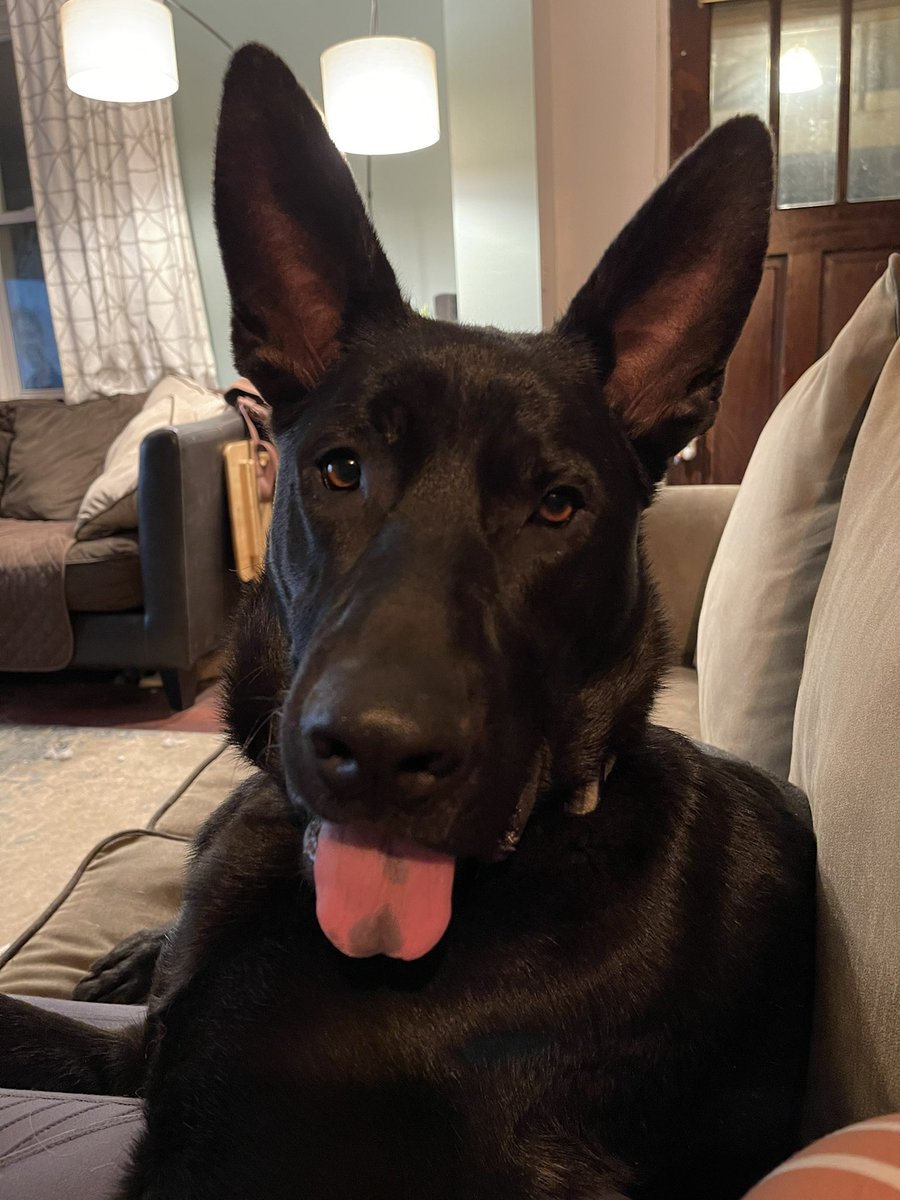 SarahtheKovash's tweet photo. I feel like the new @Pirates pup might be related to our baby boy, Donut. https://t.co/ziXfkC6OEb