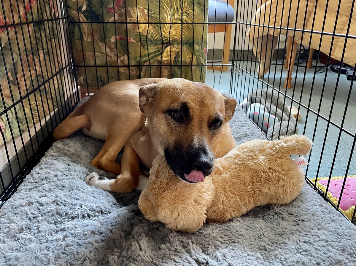 StAndrewSeattle's tweet photo. Things keep moving forward... St. Andrew's Seattle has new in-person administrative office hours! MON-THU 10am-2pm. Summer The Office Dog is happy to be back 🐕 😍 and so am I! Outside of those hours, please make an appointment to meet with the parish admin in-person 😊 👍 https://t.co/nZy7frxhau