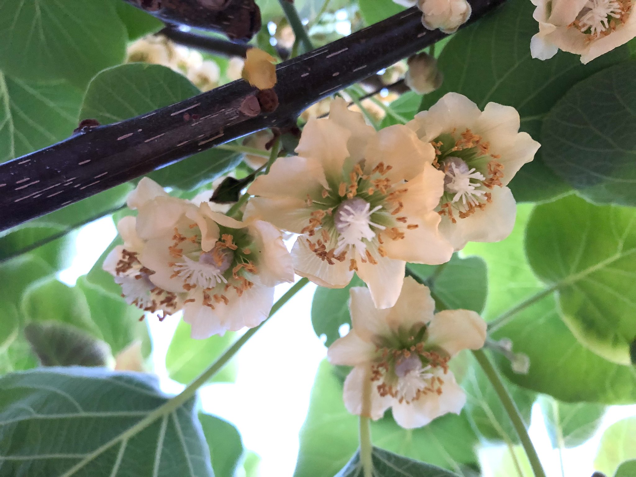 キウイの花 Twitter Search Twitter
