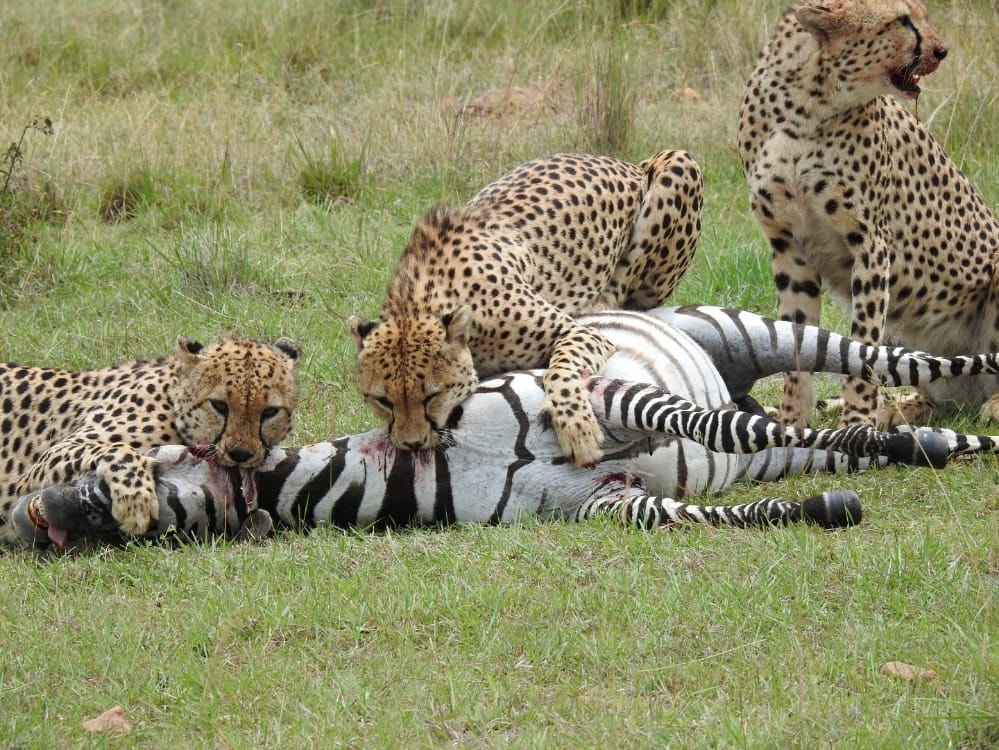bush_wing's tweet photo. The Tatu Bora this morning got lucky with a zebra kill ! Our guide @Lenny Nkotoi was witness to this epic hunt.
https://t.co/TO0TqZHDAI
Reservations@marabushcamp.com
#cheetah #marabushcamp #wildlife #PrivateWing #MasaiMara https://t.co/JHf4T5VHzj