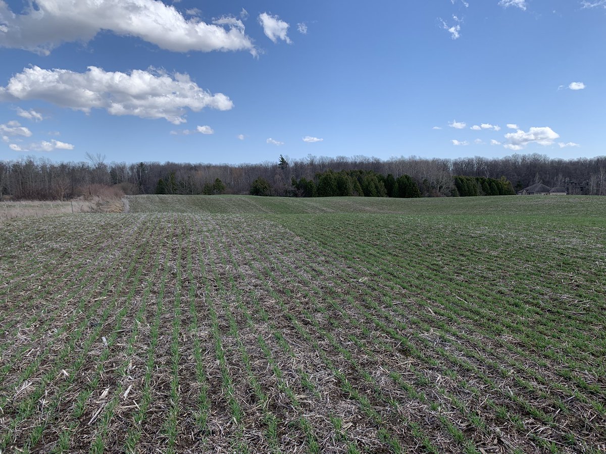hayko_heather's tweet photo. MAP vs Top Phos on winter wheat is coming along nicely. There is a marker in this field but I don’t think we need it to see the change in this one! https://t.co/TK4cbRuJJ7