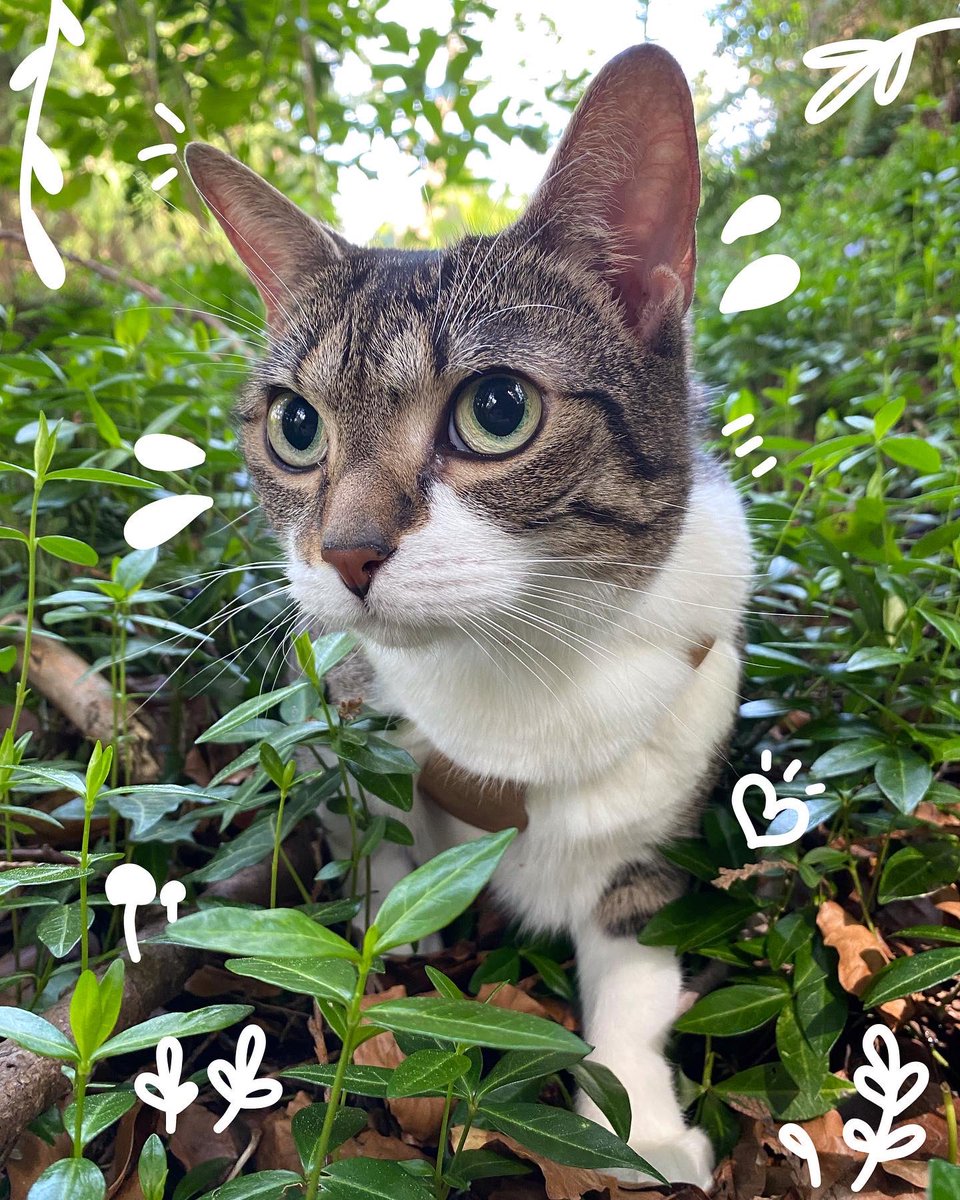 maenillustrates's tweet photo. Something a little different from my usual posts but I took my kitty Ocha out for a wilderness walk yesterday and she loved it! 🌿 she was having a lot of fun in these little plants and I had to share this cute photo 🐱💕 #explorercat #forestcat #cutecats https://t.co/Mp7T4EuqOV