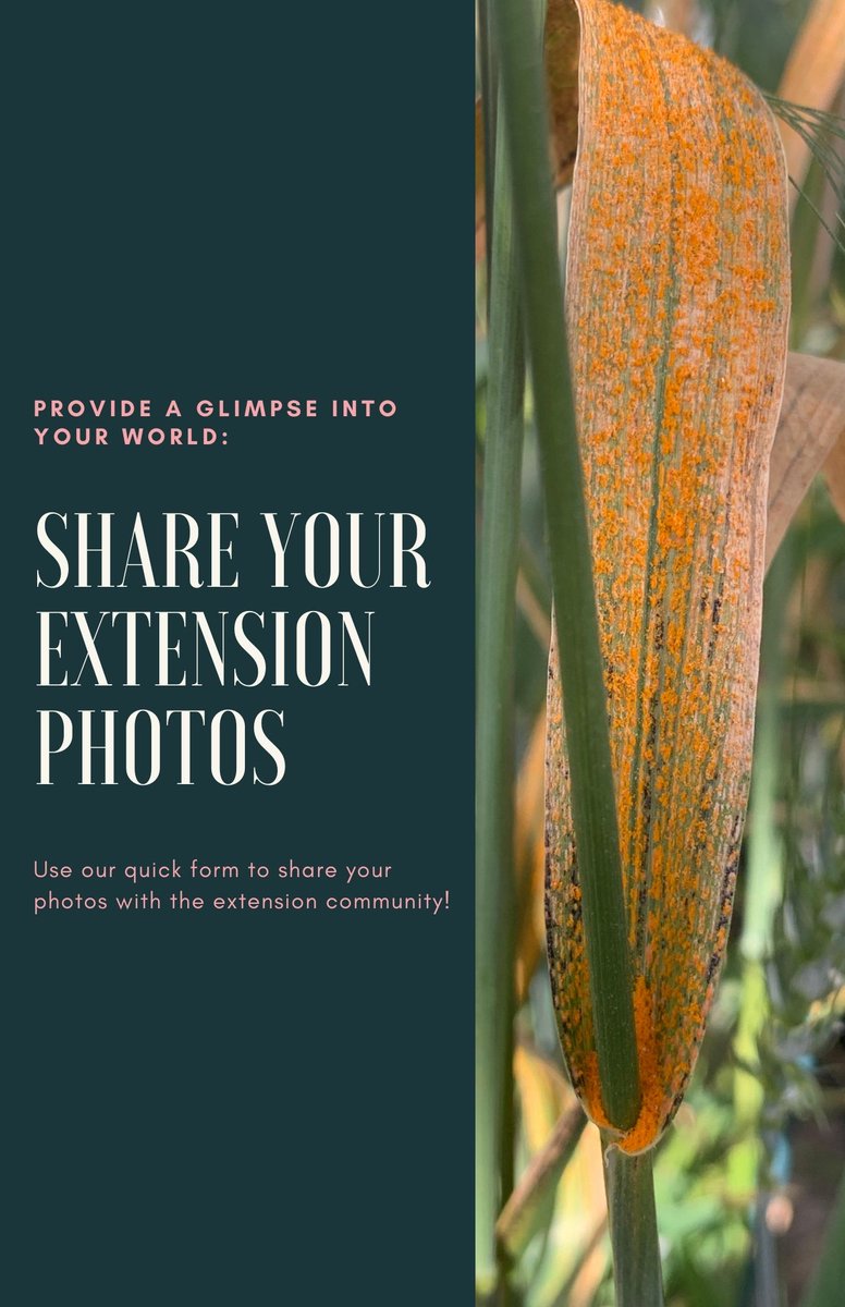 Want to help share the world of extension?🤔

 We're looking for photo submissions to share on our instagram page. Click this link (forms.gle/H3VgzwodfudjCB…) to submit your photos to share!