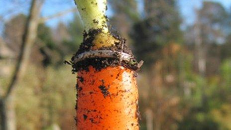 JasonKPargin's tweet photo. It's a one-in-a-million story: In 2011 in Sweden, Lena Paahlsson found the wedding ring she'd lost back in 1995 in her garden... wrapped around a carrot that had somehow grown right up through it! Crazy, right? But here's the thing... https://t.co/WLlW2DDmvV