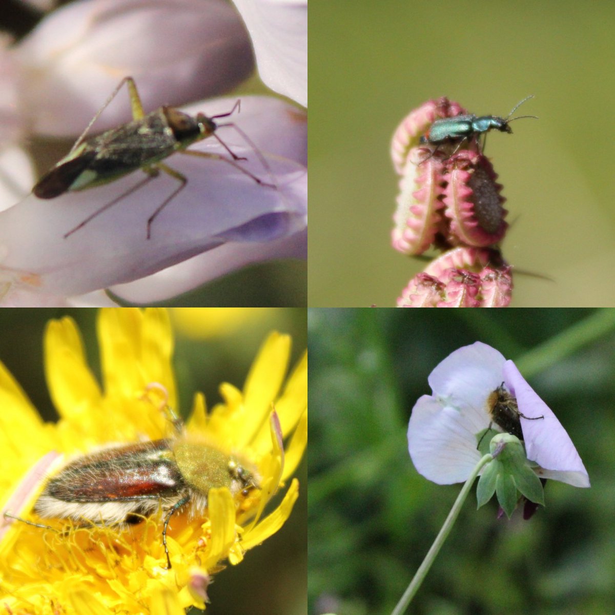 Sotiria Boutsi tweet media