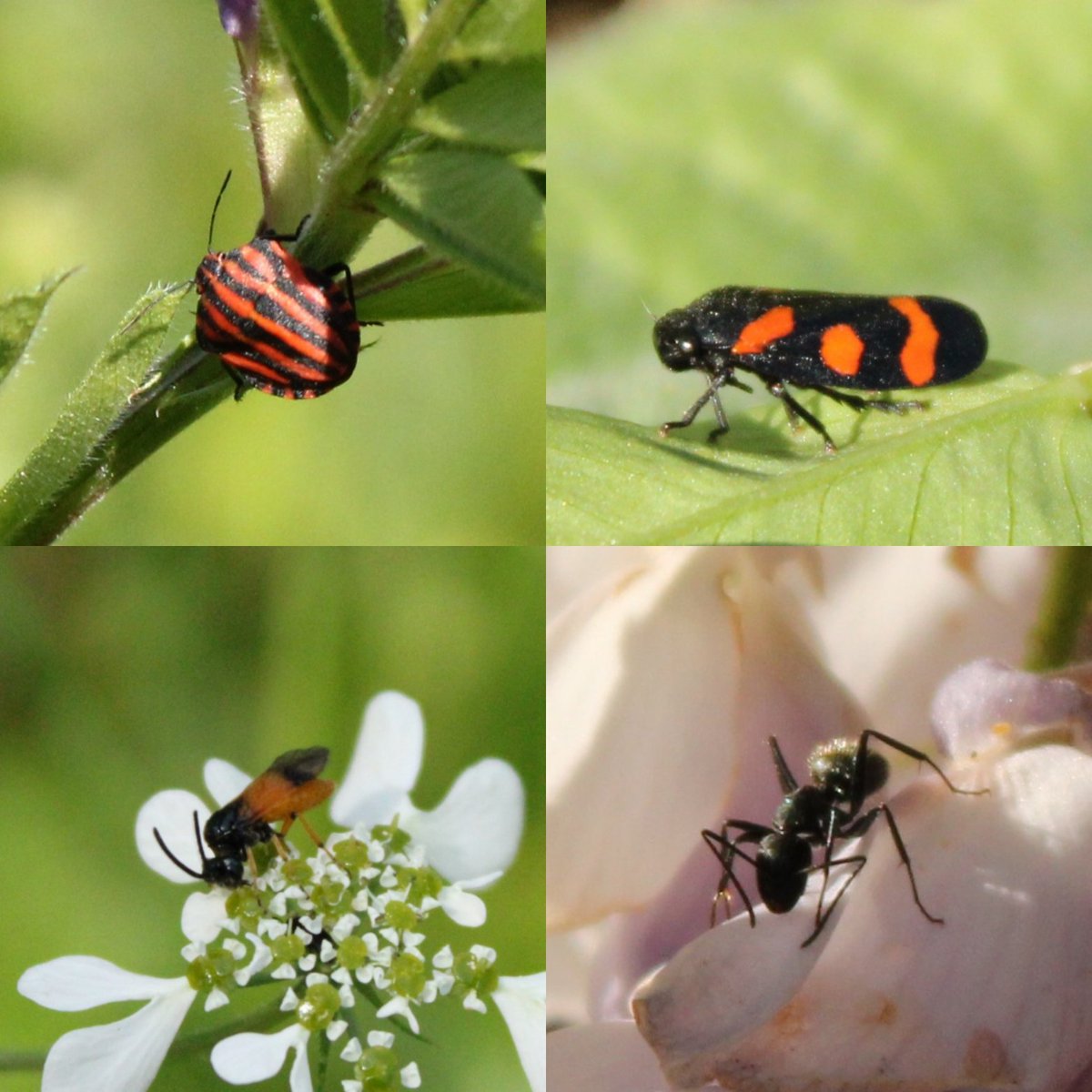 Sotiria Boutsi tweet media