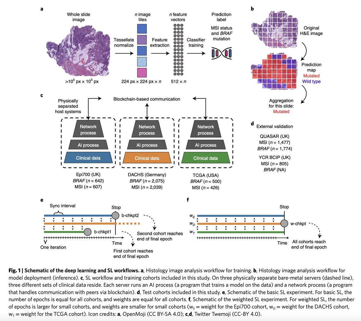 jnkath's tweet photo. Our new paper is out in @NatureMedicine: "Swarm learning for decentralized #AI in cancer histopathology" 🐦💻🔬, by🥇PhD student @lester_saldanha et al. https://t.co/2mwDumP79I. @EKFZdigital @UniklinikAachen @RWTH @DKFZ  @NCT_HD @NCT_UCC_DD @UniversityLeeds 🇪🇺 (1/3) https://t.co/RoS3Wnjc9V