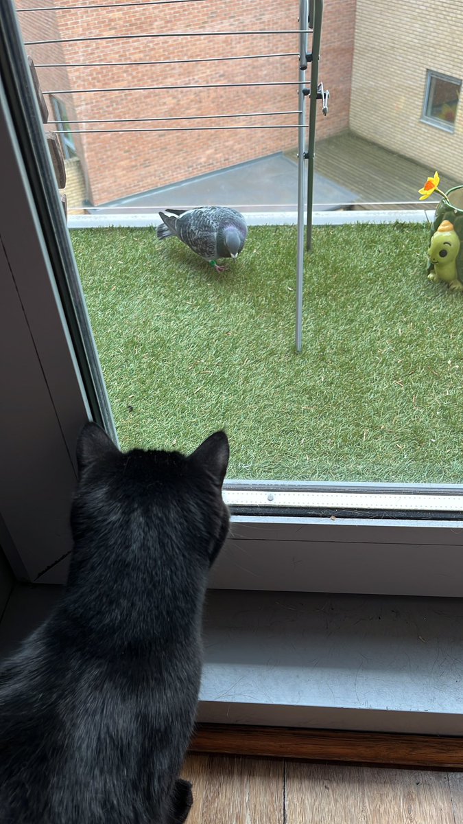 aeoliverevans's tweet photo. Only I would end up with a lost racing pigeon on my balcony. I’ve named it Dick Dastardly, the cats admired it through the window and it’s owner has been called to take it home https://t.co/6Pw87e0RPq