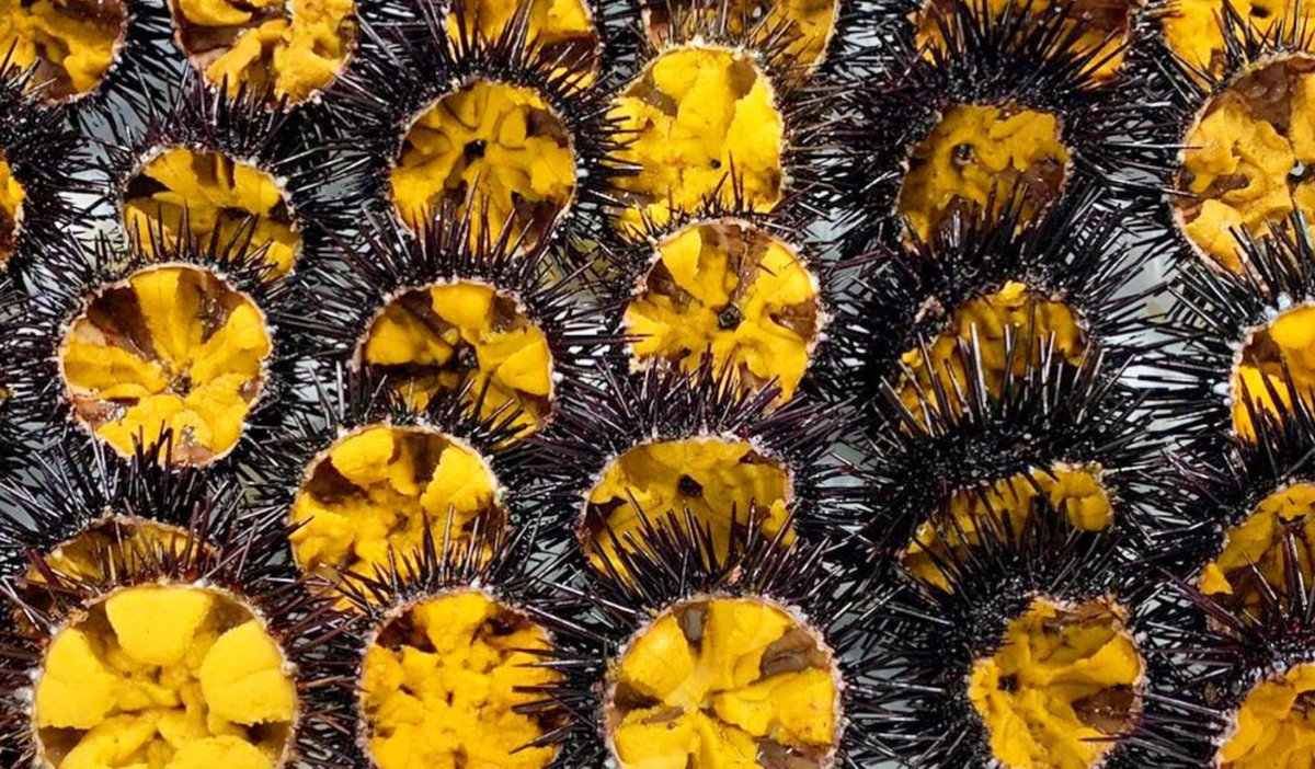 Find us #tomorrow at the <a href="/SeafoodExpo_GL/">Seafood Expo Global/Seafood Processing Global</a> in #Barcelona with <a href="/accioclimatica/">Assemblea d'acció climàtica</a>❗️

We are teaming up w/ <a href="/urchinomics/">Urchinomics</a> <a href="/ceabcsic/">CEAB-CSIC</a> to turn #seaurchins into premium #seafood, boosting food #security, livelihoods &amp; preserving the #Mediterranean's marine habitats.

#SeafoodCAT #Aquaculture