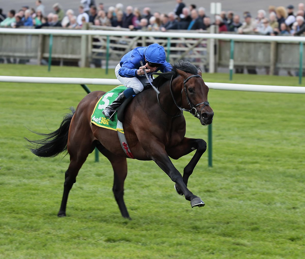 What is your best bet at the Guineas Festival? 🏇

Let us know in the comments 👇

#C9S #Cloud9Sports #HorseRacing #thenewmarketguineasgame