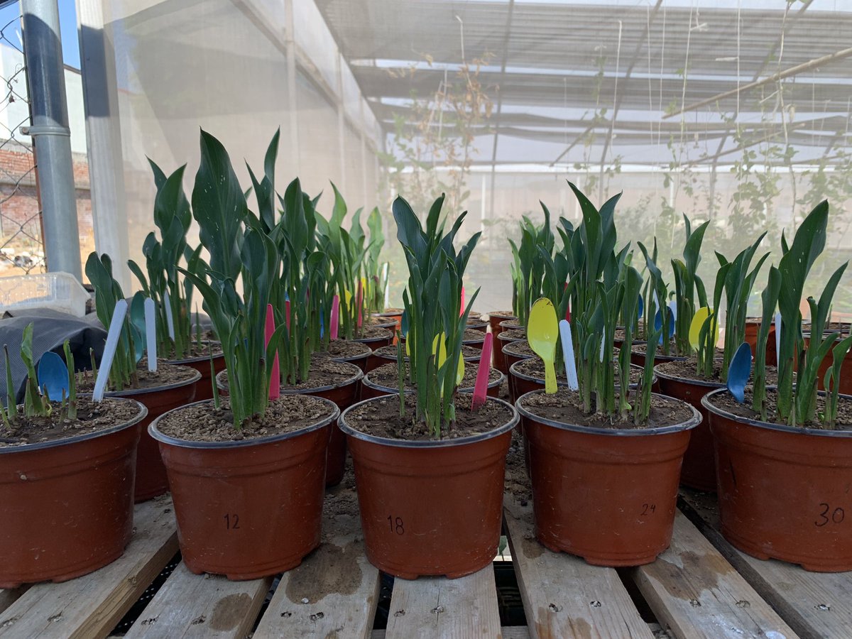JessArturoDura2's tweet photo. #agroumich #AgrobiologiaUruapan #UMSNH Día De Riego A #Cala_Pink_Puppy #en_proceso https://t.co/JfZvBCShwp