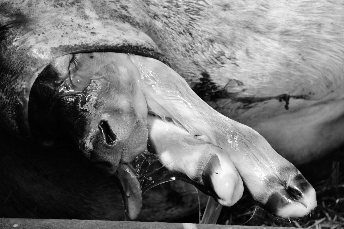BritishVets's tweet photo. A Gentoo penguin in Antarctica, a fox on the prowl, and a new life being born are the winning and recommended entries at this year's #BVAPhotoComp 'All creatures great &amp; small' category. Congratulations to all the winners!

Kindly sponsored by @im3europe. 
https://t.co/uD1yf2prHm https://t.co/OG4BnTHbVb