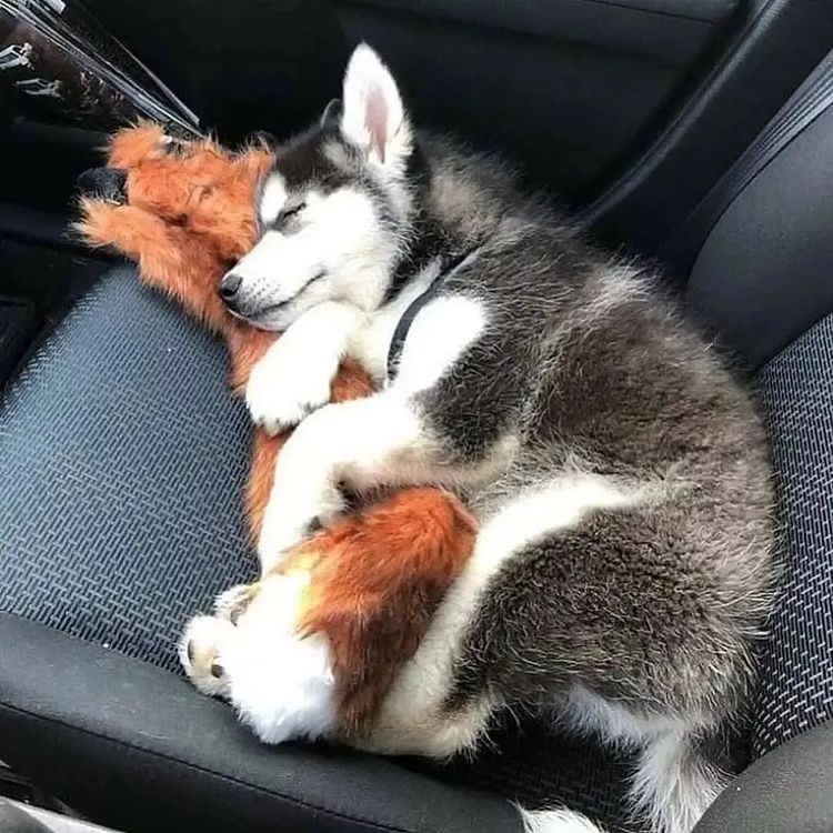 Sleeping 😍
#husky #huskytwitter #dog https://t.co/ZQHbJvRR03