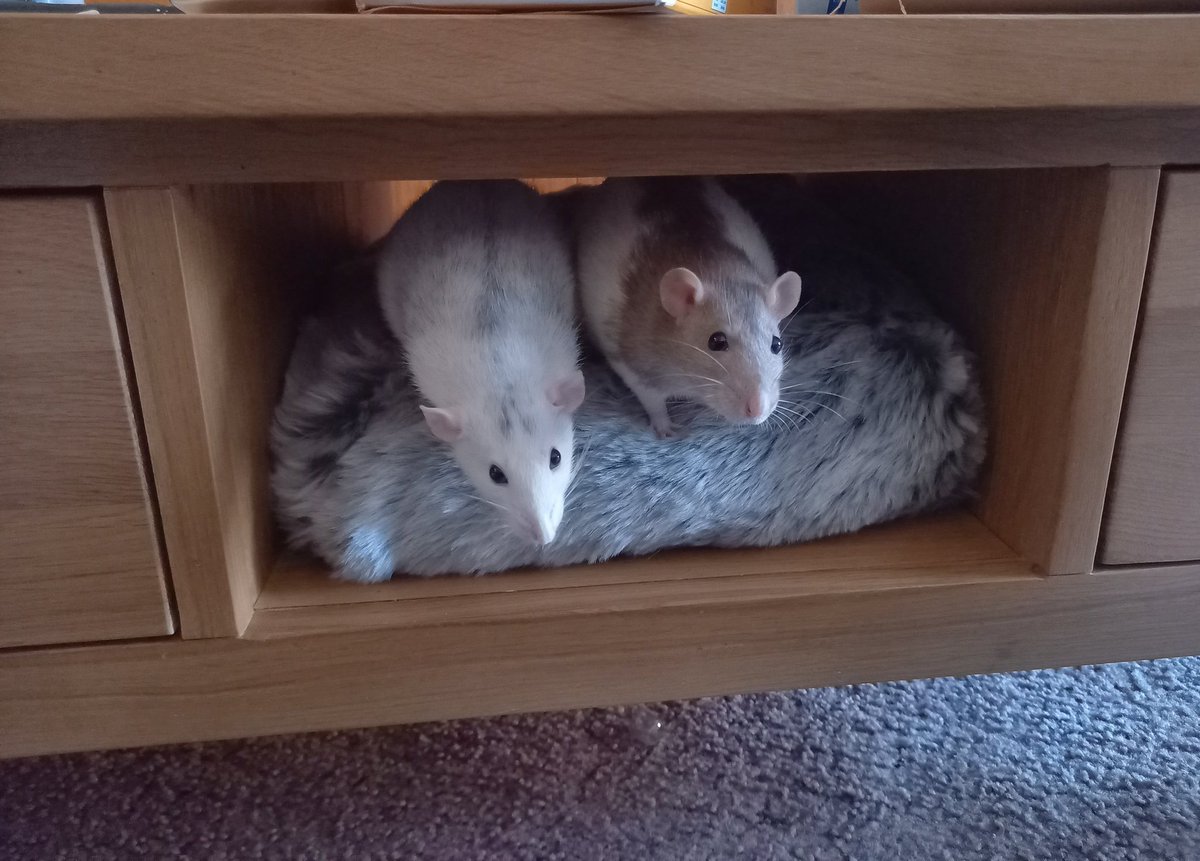 Ah, the shelf on the new coffee table..perfect place for a bed for 2!