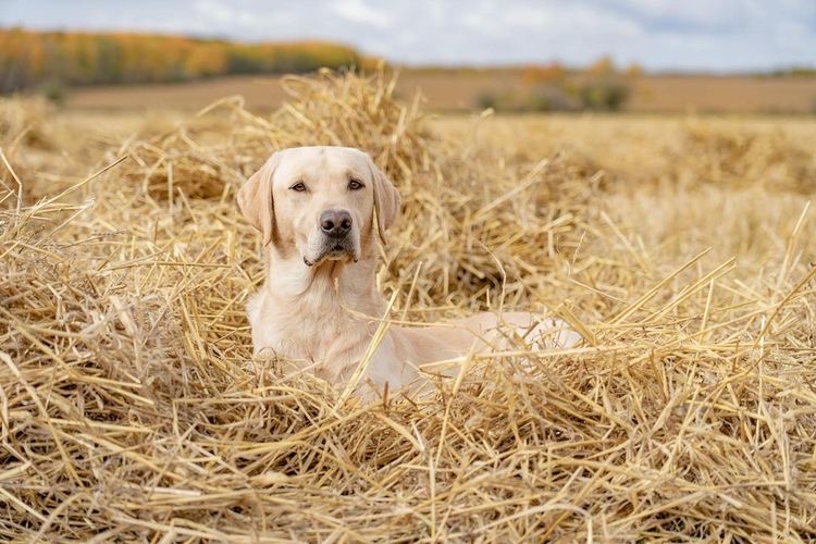 sunshinemills's tweet photo. See you in the fields 🐕

📸 @sportinglifekennels and @splitreed

#SportsmansPride https://t.co/ckOFww7wML