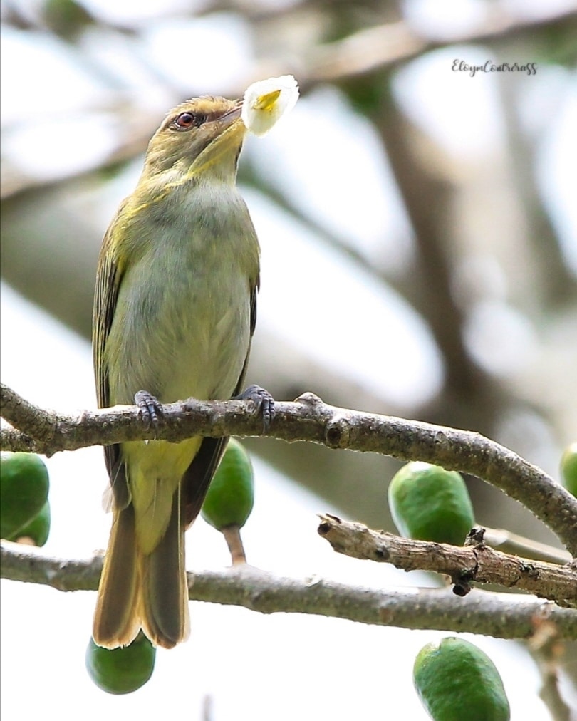 viviresunarte18's tweet photo. Aves Julián Chivi unas de las hermosas fotografias tomada por #ElioContrera @emeaee242806 en #LaVictoria #SDN un Municipio que aún conserva parte de su biodiversidad a pesar de todas las amenazas que posee. @ambienterd @Mambru03 @04josehernand1 @Hernani2020 https://t.co/CPlZdMbghv