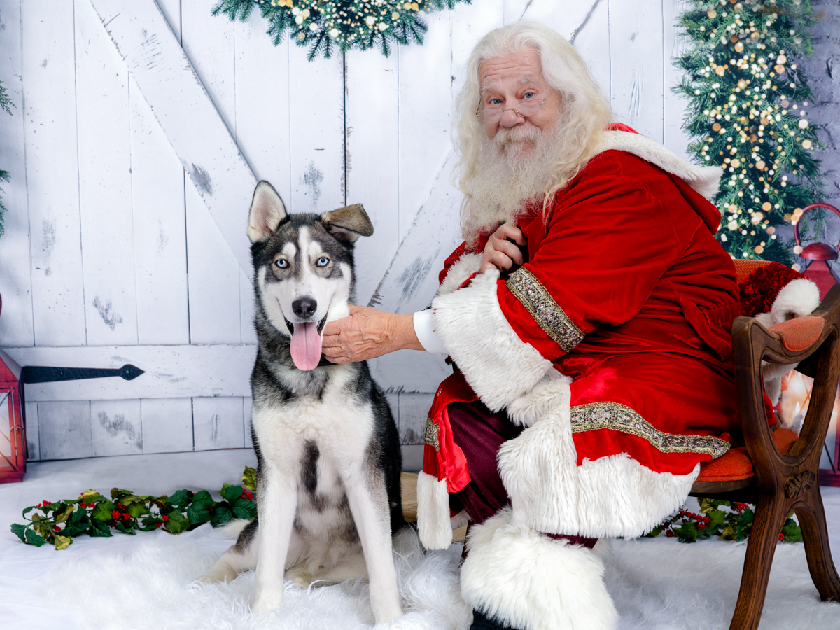 SanDiegoCounty's tweet photo. You’re probably wondering why I have pics with Santa Claus and pumpkins and it's April.

Unfortunately, I’ve been at the Bonita Shelter since Aug. '21, long enough to experience both those holidays. 

I would LOVE to find my forever home. Check me out at https://t.co/JgdlUGbQMS. https://t.co/0epwya3rWT