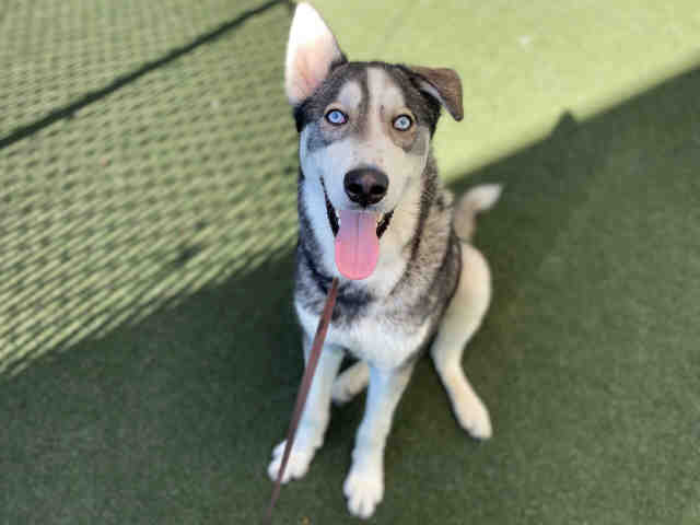 SanDiegoCounty's tweet photo. You’re probably wondering why I have pics with Santa Claus and pumpkins and it's April.

Unfortunately, I’ve been at the Bonita Shelter since Aug. '21, long enough to experience both those holidays. 

I would LOVE to find my forever home. Check me out at https://t.co/JgdlUGbQMS. https://t.co/0epwya3rWT