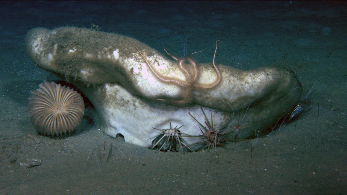 Large demosponge providing habitat for brittle stars and shrimp and food for some cidaroid urchins.