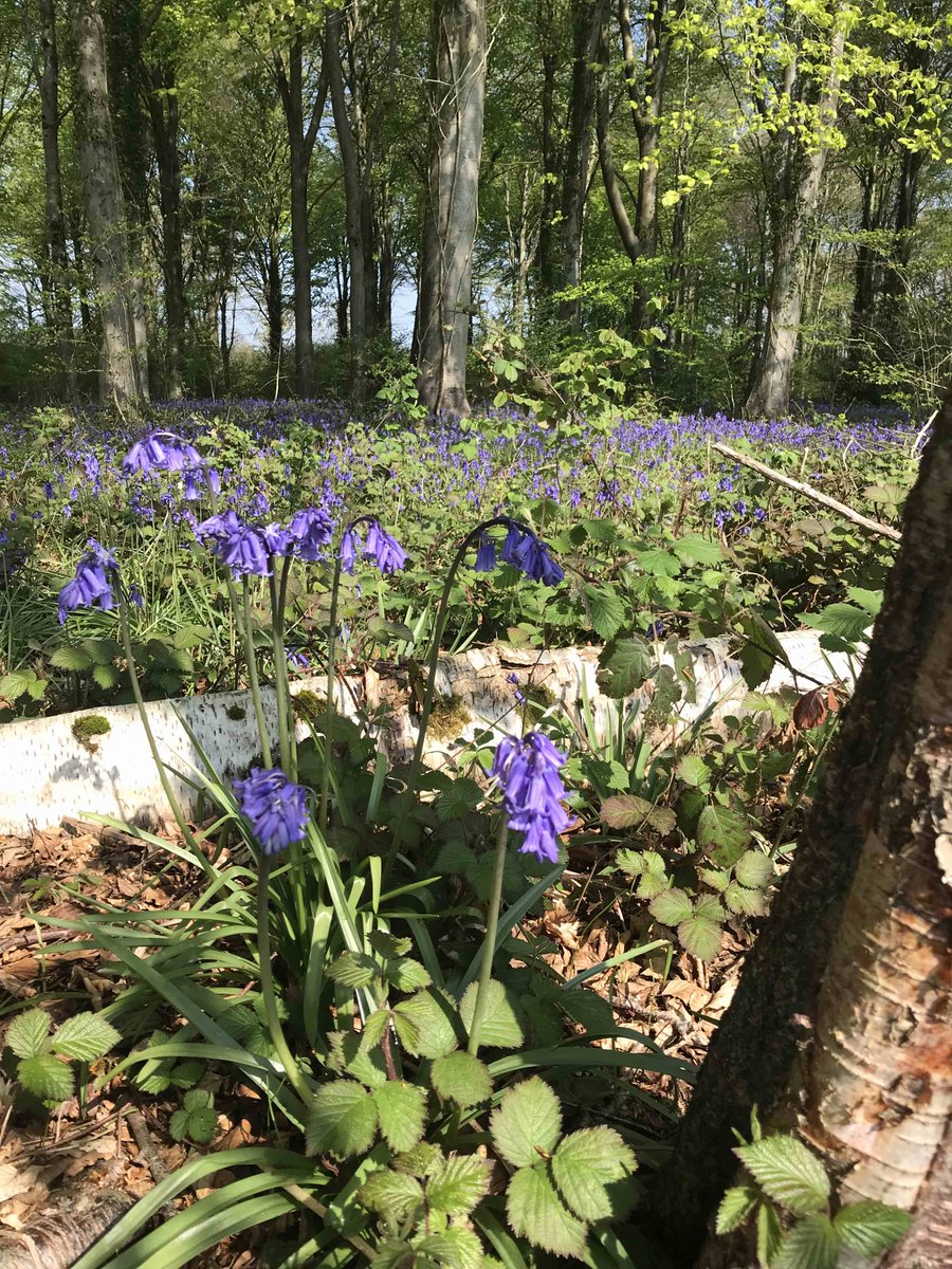 BryGeog's tweet photo. Enjoyed a beautiful run yesterday morning putting out the arrows for the @BryanstonSchool annual walk. Seemed to work - didn't hear reports of mass losses en route! Hope the students appreciated the Bluebells, butterflies and birds too... 🦋🌞 @BryCoCurriculum https://t.co/7sCE6GwIcf