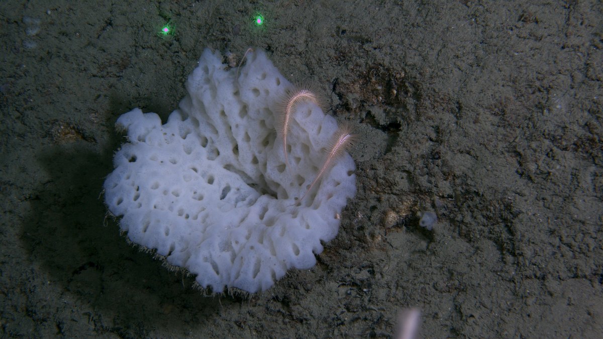 The arms of a brittle star were seen peeking out from behind this glass sponge serving as its host.
