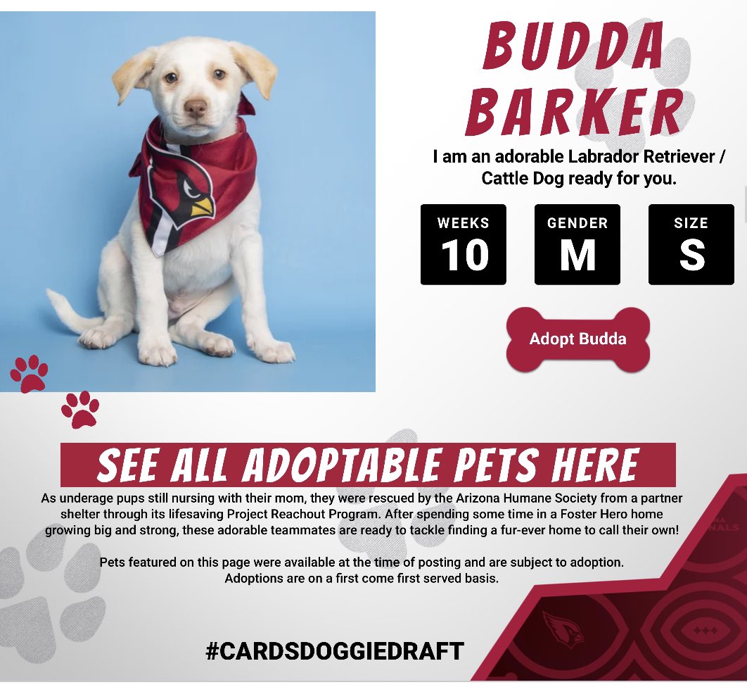 SuzRedSea's tweet photo. Things Budda Barker has in common with @buddabaker32
1) They play with reckless abandon.
2) They are incredibly smart/coachable.
3) They are everywhere/will keep you on your toes.
@azcardinals.com/doggiedraft
#cardsdoggiedraft #azhumane https://t.co/283PhlVCaH