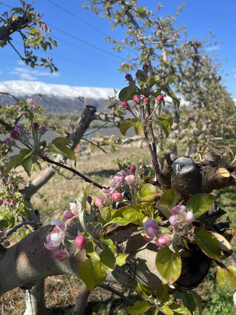 Sunshine, blossoming buds and snow on the mountain tops…what a spring morning in our orchards looks like these days 😍🌸🏔