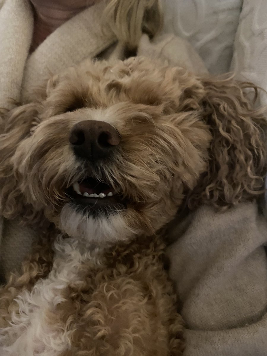 chicken sleeping drop