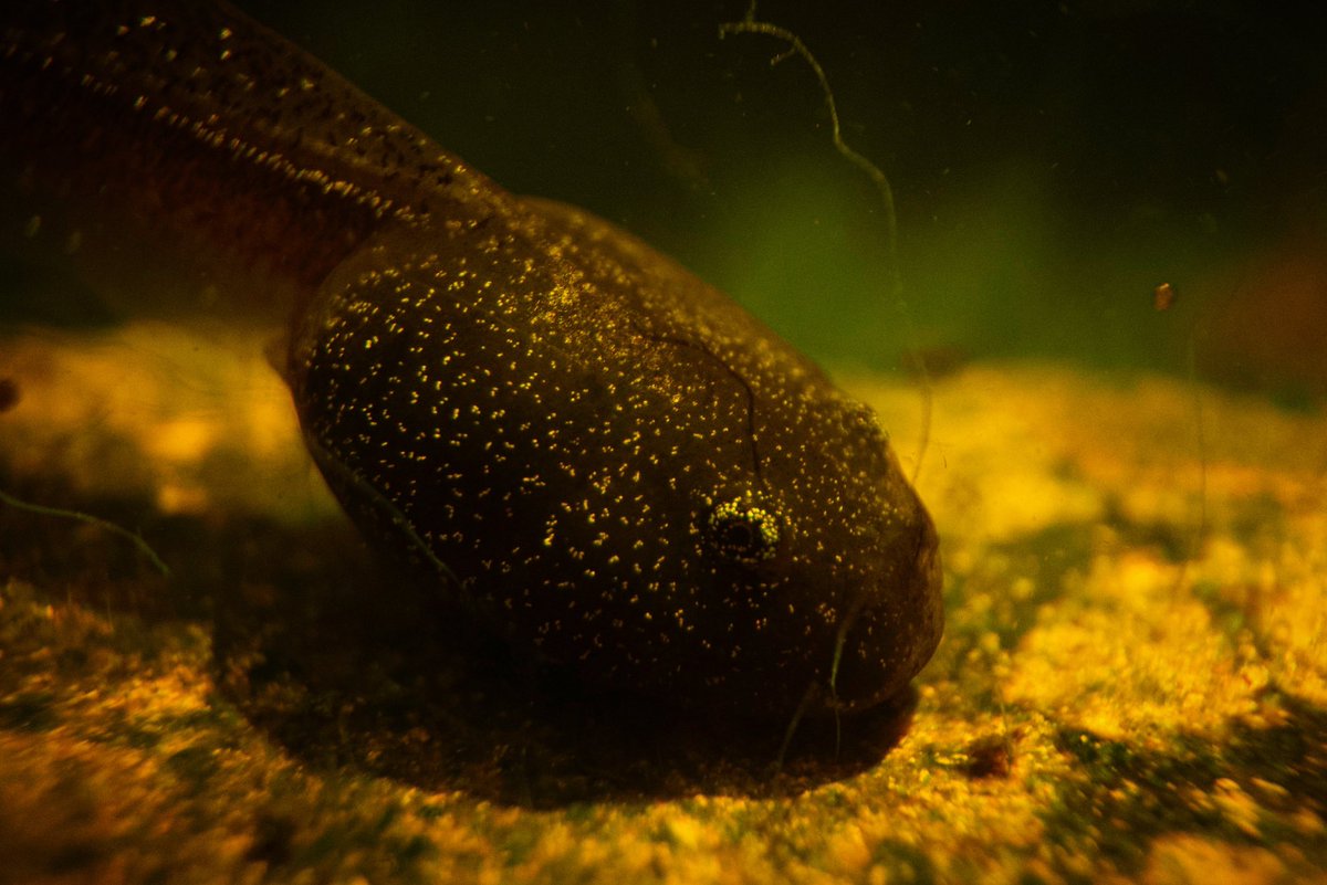 shooteditsend's tweet photo. Tadpoles are getting big in the pond now, here’s a before and after #nature #NaturePhotography #wildlife #wildlifephotography #beforeandafter #springwatch #naturalhistoryunit #macro #macrophotography #SonyAlpha #laowa #officalfstoppers https://t.co/NV28fqpkal