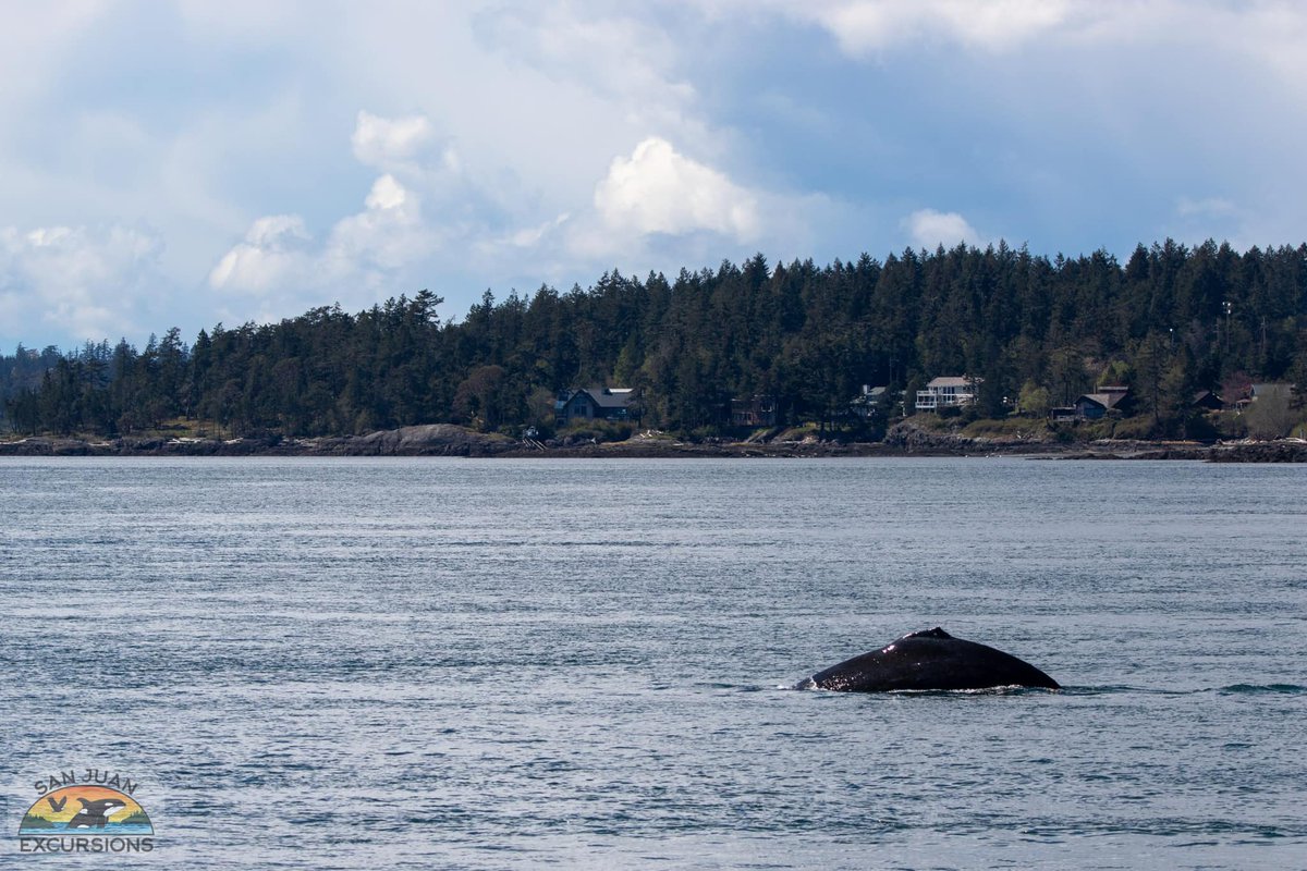 ThePWWA's tweet photo. It was a BEAUTIFUL spring weekend in the Salish Sea! 🐋🌷☀️ Here are a few highlight photos from PWWA members @eaglewingtours, @sanjuanwhales, @orcaspiritvic , and @SJExcursions.
#springwhalewatching #salishsea #sanjuanisland #vancouverisland #pwwa #wearepwwa https://t.co/6btA8jHlgF