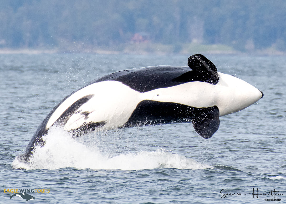 ThePWWA's tweet photo. It was a BEAUTIFUL spring weekend in the Salish Sea! 🐋🌷☀️ Here are a few highlight photos from PWWA members @eaglewingtours, @sanjuanwhales, @orcaspiritvic , and @SJExcursions.
#springwhalewatching #salishsea #sanjuanisland #vancouverisland #pwwa #wearepwwa https://t.co/6btA8jHlgF