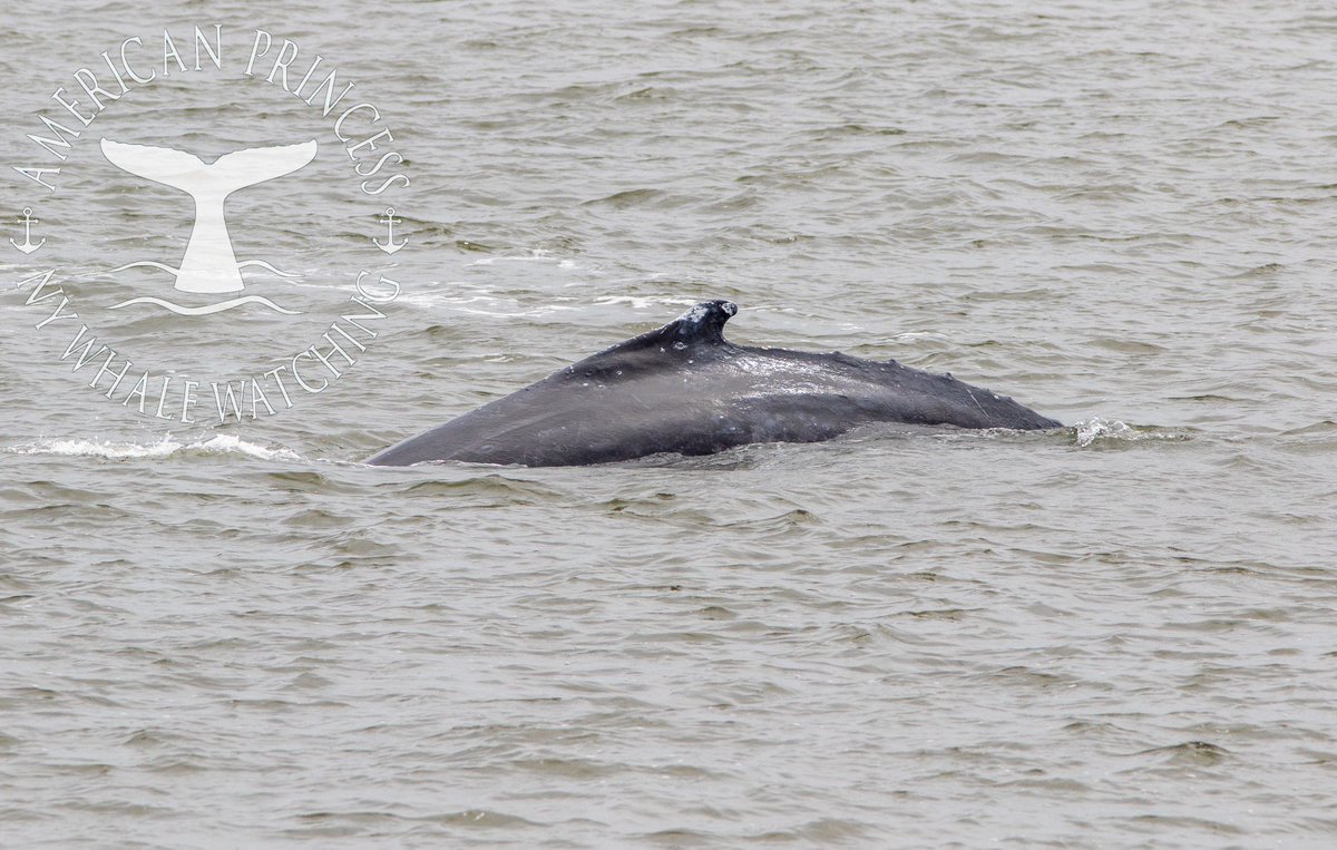 Great start to our 2022 #whalewatching season this past Saturday. 2 #humpbackwhales seen. Join us this #weekend for our next trips. #newyork @NYCDailyPics @nycgov @gothamwhale @WhaleReports