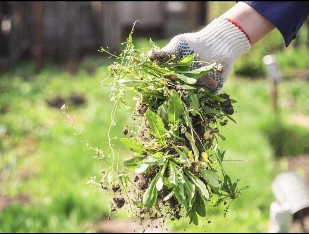 Les mauvaises herbes : 7 astuces et mieux les identifier
petit-potager.com/blog/entreteni…
Hello, je vous laisse découvrir ce nouvel article très complet dans lequel je parle des "mauvaises herbes" (enfin entre vous et moi chaque végétal à son utilité ...). 
Cyril