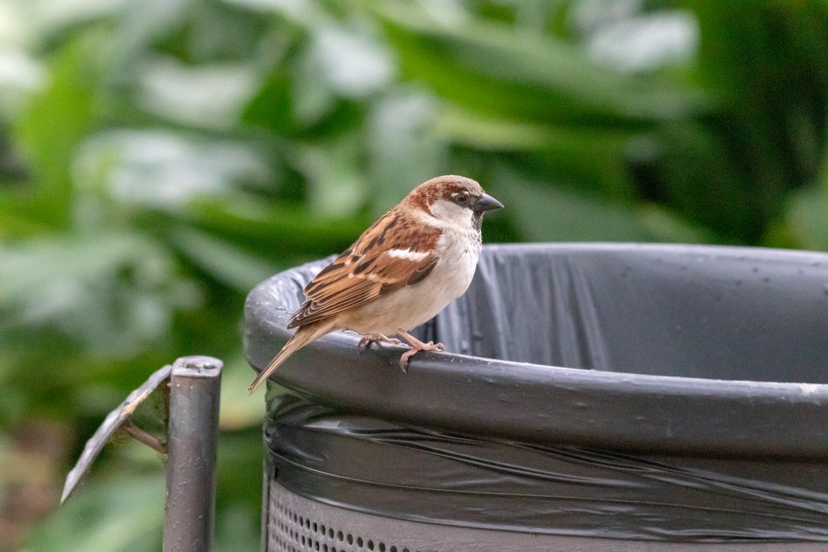 geballo's tweet photo. Posting some birbs before the spaceman buys the birb platform https://t.co/Ss2ST6l3wi